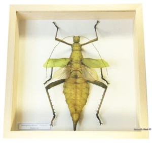 REAL MOUNTED FRAMED INSECT - Heteropteryx dilatata, FEM, opened - JUNGLE NYMPH - Picture 1 of 3