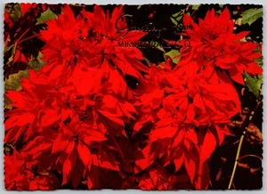 Postcard Australia Greetings from Miriam Vale CQ Double Poinsettia Flowers - Bild 1 von 2