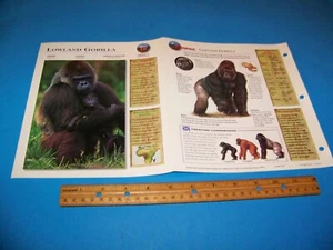 Tieflandgorilla Foto / Informationsseite Wildlife Explorer 1998 - Bild 1 von 3