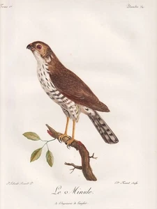 Zwergsperber Little sparrowhawk bird Vögel Farbradierung etching Levaillant 1799 - Bild 1 von 1