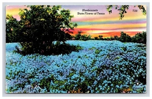 Postcard: TX 1967 Bluebonnets, State Flower of Texas, Texas - Posted - Picture 1 of 2