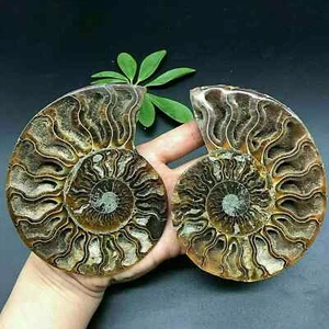 Caracola fósil de amonita natural 100 g + espécimen de cristal curación + decoración de soporte 1 pieza + S - Imagen 1 de 10