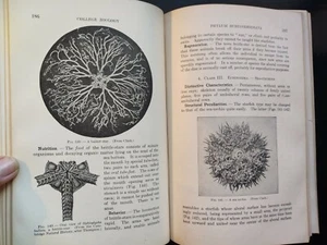 COLLEGE ZOOLOGY.  Robert W. Hegner, Ph.D.  1927.  HC - Picture 1 of 12
