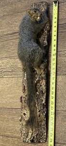 Vintage Tree Squirrel w/ Nut Skin Mount Taxidermy Trophy Display Wall Art Cabin - Picture 1 of 21
