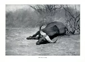 Erlegter Büffel XL Kunstdruck 1911 Großwildjagd König von Sachsen Sudan Safari - Bild 1 von 1