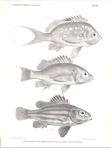 Original 19th c Antique Fish Print - Steindachner & Doderlein - Fish of Japan - Picture 1 of 1