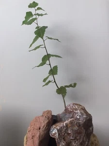 2xTruffle Trees(Silver Birch ) - Picture 1 of 4