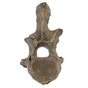 Fossil Etruskisches Nashorn Stephanorhinus Etruscus Vertebra Mittelpleistozän