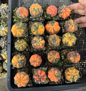 1pc Astrophytum asterias variegated seedgrowth cactus 4-5CM Garden Décor Boutiqu - Picture 1 of 4