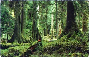 Rain Forest Olympic Peninsula Washington Postcard 59057 Unposted - Picture 1 of 2