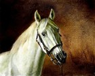 ✤ ORIGINAL Oil Portrait Painting WHITE HORSE PONY MARE Artist Signed Artwork Art
