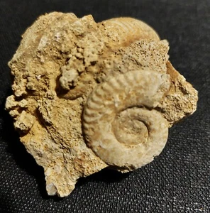 Ammonite block choffatia waageni Jurassic callovian two sapwoods - Picture 1 of 4
