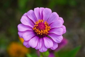 Digital Image Picture Photo Pic Wallpaper Purple Flower Nature Floral - Picture 1 of 1