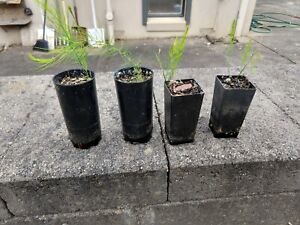 4x asparagus seedling / plant (Argenteuil, 4 small seedings as one pack)