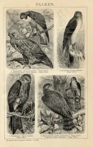 Stampa antica 1898 = FALCHI = Uccelli Rapaci = Antica Stampa = Old Print - Picture 1 of 1