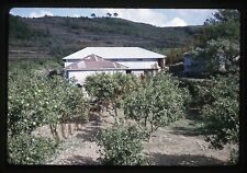Korea Fruit Trees Building 1960s 35mm Slide Kodachrome