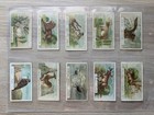 30 British American Tobacco BAT Cards Siamese Dreams & Their Meaning