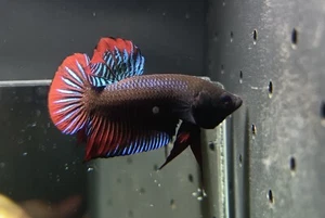 BETTA SPLENDENS SELVATICO WILD TYPE F1 PESCE COMBATTENTE ACQUARIO PLAKAT TOP - Picture 1 of 4