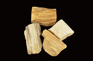 Piedra curativa chakra raíz metafísica natural de madera petrificada 1" 4 piezas Reiki - Imagen 1 de 4