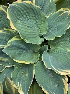 Hosta ‘ Inspire Greatness ’ Plantain Lily Plant Shipping Spring 2025 - Picture 1 of 1
