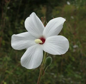 White Wild Musk - Native Rosella - Abelmoschus ficulneus - 5+ seeds - Ed 066 - Picture 1 of 1