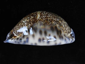 Sea Shell Mauritia arabica asiatica f. gibba 69,7 mm ID#5737 - Imagen 1 de 7
