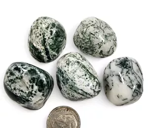Lote de 5 piezas de piedras pulidas ágata árbol verde India 70,8 gramos - Imagen 1 de 1