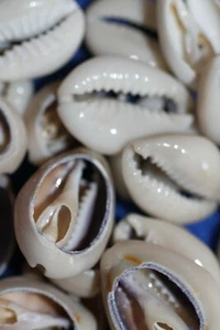 50-RING TOPS, Tiny Center Cut Sliced Seashells,seashell flower supply CS-21 - Picture 1 of 12