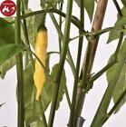 5x Aji Pineapple Chili Garten Gemse Pflanzen - Samen PW149