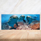 Kchenrckwand Spritzschutz aus Glas 125x50 Deko Tiere Delfine