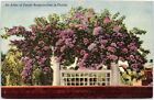 An Arbor of Purple Bougainvillea in Florida postcard