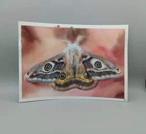 Handbemalt Original Emperor Motte Gemälde A4 Größe Aquarell atemberaubende Natur - Bild 1 von 7
