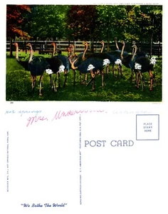 Ostrich Farm Hot Springs National Park, Arkansas Vintage PC - Picture 1 of 1