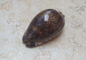 F Cypraea Grayana Red Sea SHELL great Specimen 77.7 mm F++++ F+++ super glossy - Picture 1 of 13