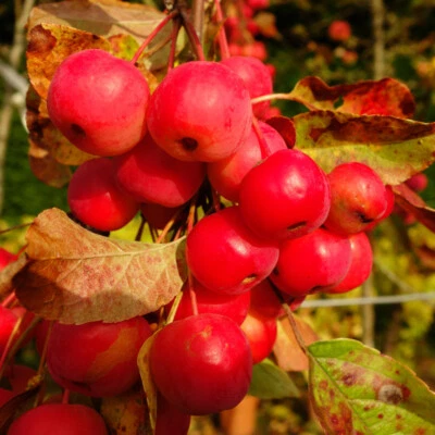 Fruit Tree, Crab Apple, Red Sentinel, Standard Lollipop, 3 Litre Pot, 90cm Tall - Image 1 of 4