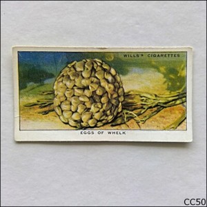 Wills The Sea-Shore #18 Eggs Of Whelk 1938 Cigarette Card (CC50)