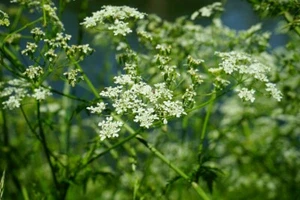 ☺1000 graines de carvi/ cumin des près/ anis des Vosges/ caraway - Imagen 1 de 2