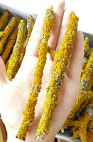 15 branches 15 cm Yellow lichen moss terrarium reptile supply craft vivarium