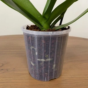 120mm Clear Plastic Orchid Pots with Holes | Phalaenopsis, Paphiopedilum, Garden - Picture 1 of 3