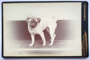 Dog Pug Cabinet Card by Sarony, Scarborough - Picture 1 of 2