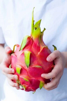 DRAGON FRUIT (pitahaya) Plant cuttings, plant seeds rare dragon fruit US - Image 1 of 4