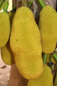 Albero di jackfruit - Artocarpus heterophyllus, jackfruit, pianta giovane - Foto 1 di 4