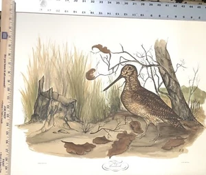 "Woodcock" von Hieronymus Trolliet Lithographie auf Papier Penn Drucke 1974 26" x 20" - Bild 1 von 5