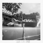 Vintage Photo Still Life Box of Fruit Fruit Hood of Car Bel Air Chevrolet Chevy