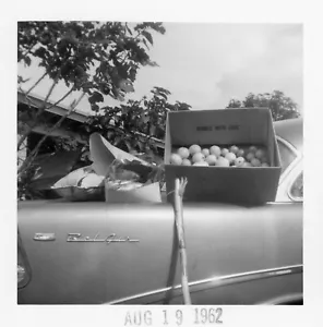 Vintage Photo Still Life Box of Fruit Fruit Hood of Car Bel Air Chevrolet Chevy - Picture 1 of 1