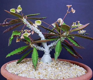 Euphorbia suzannae-marnierae, exotisch selten Madagaskar Bonsai Caudex Samen 5 Samen - Bild 1 von 5