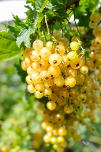 20 Golden Currant Berry Seeds (Ribes Aureum) Edible Fruit Bush, Vine FREE SHIPPI - Picture 1 of 5