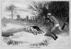 GREYHOUNDS COURSING, DER SLIP, KANINCHENHASE, WINDHUNDE - Bild 1 von 1