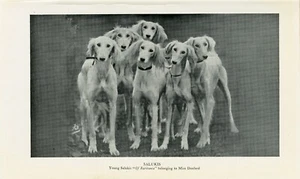 SALUKI GROUP  OF YOUNG DOGS OLD 1950 DOG BOOKPLATE PRINT - Picture 1 of 1