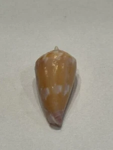 Conus pertusus Seashell 20.56 mm Hawaii - Picture 1 of 5